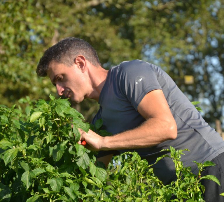 Producteur en train de récolter du piment d'espelette AOP Louis Pradille, producteur de piment d'Espelette AOP au Pays Basque